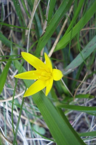 Pauridia serrata subsp. serrata